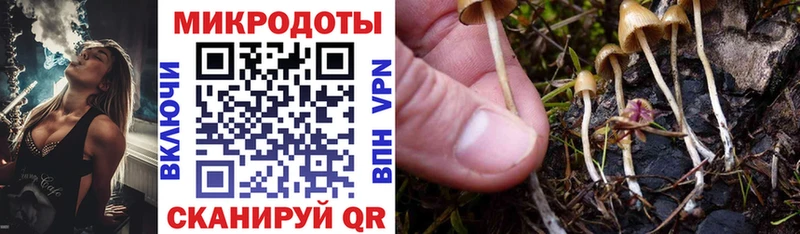 наркотики Зеленогорск Псилоцибиновые грибы Cubensis
